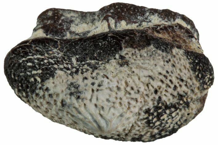 Fossil Crusher Shark (Ptychodus) Tooth - Kansas #218654